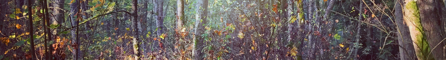 Claire Mack Fine Arts