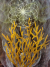 Evolution img_7053.jpg
